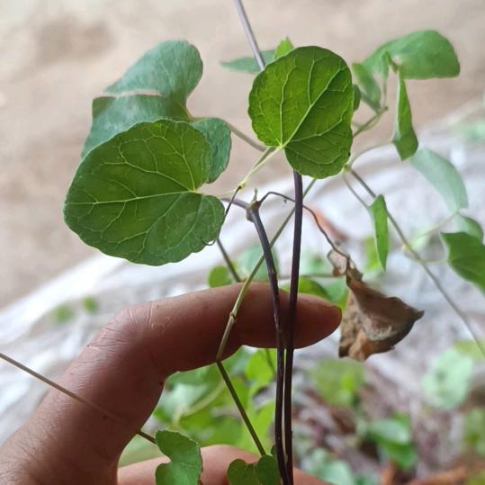 云乡植物小妙招