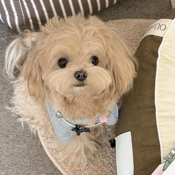 小狗不吃鱼，∧🐶