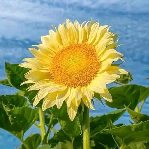 ༊ᦗᩚ柿柿如意💞