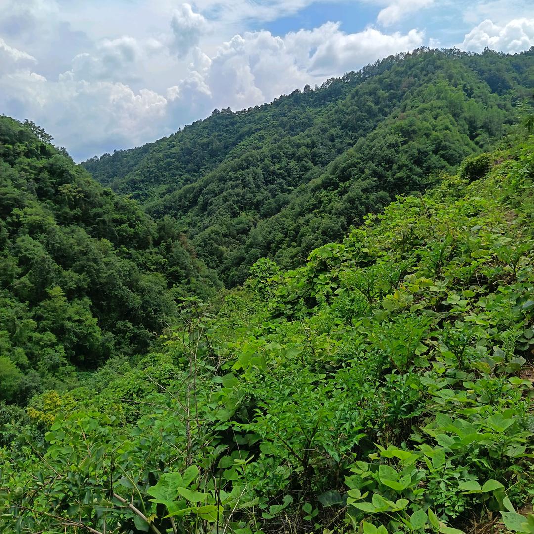 山河故人