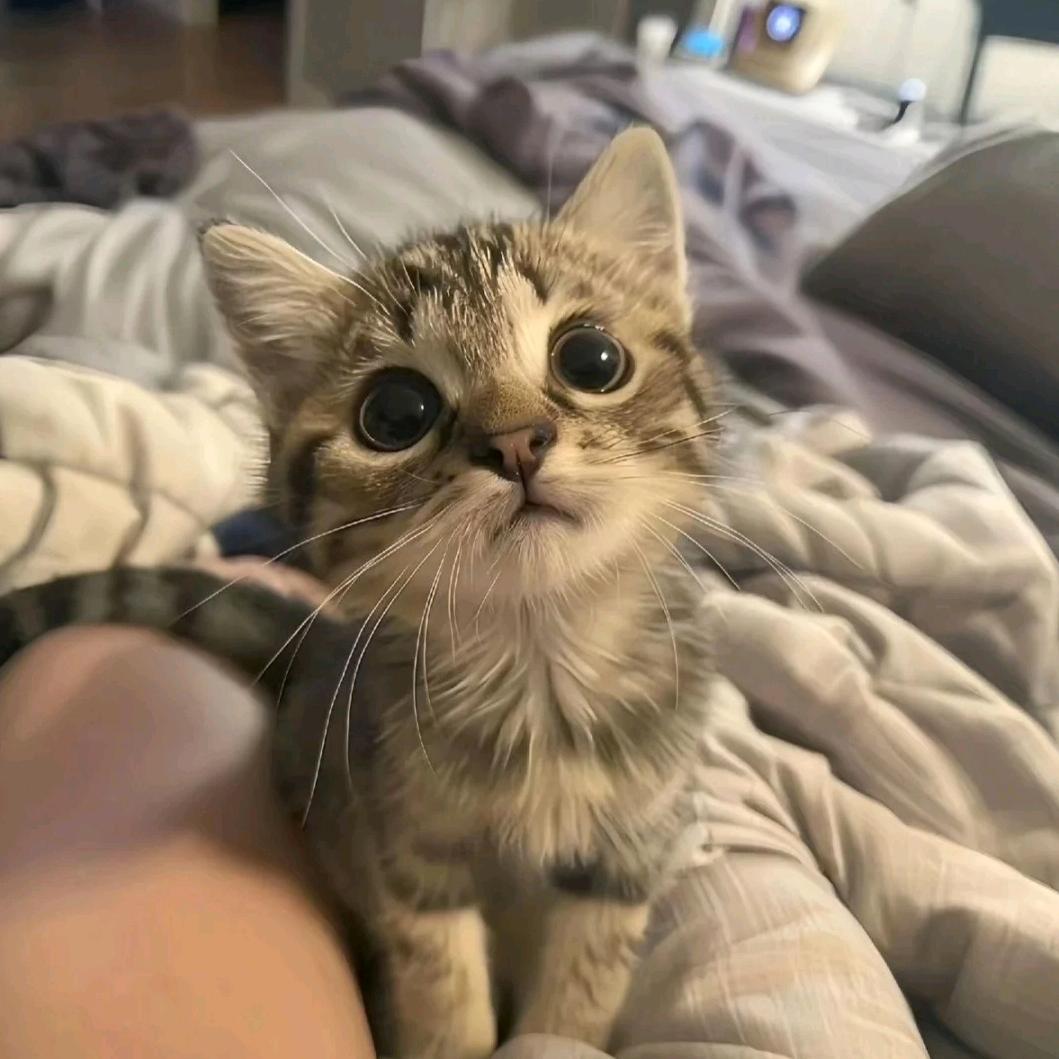 猪猪泡芙