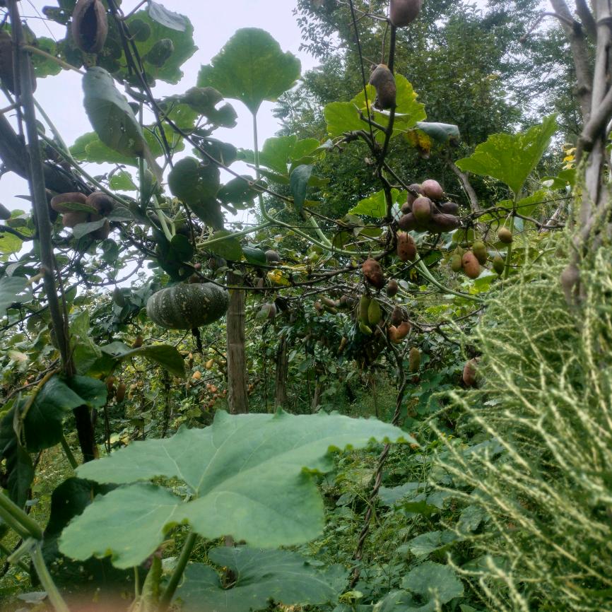 惠多多时尚菜馆