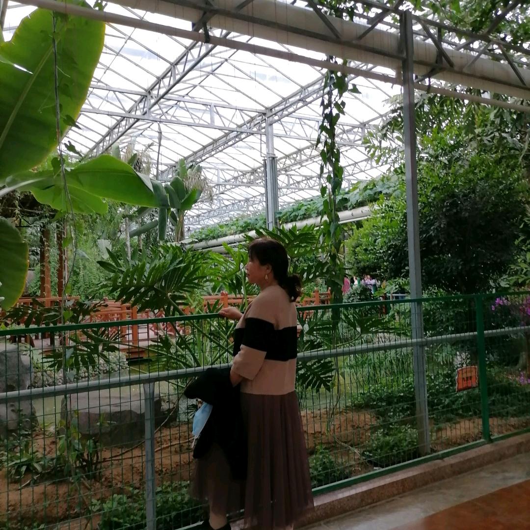 三羊开泰加个虎