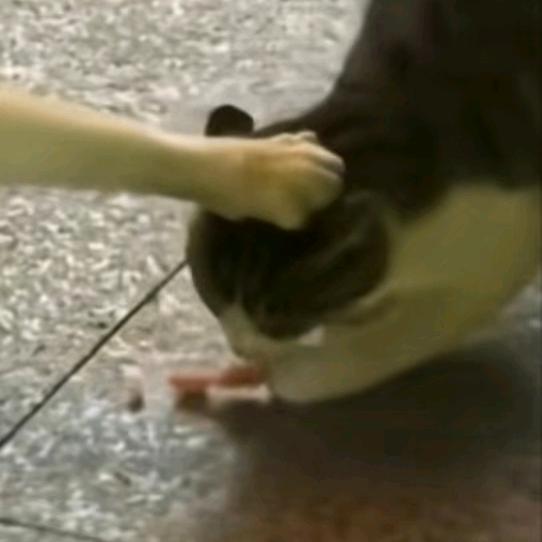 桃桃乌龙茶杯酒