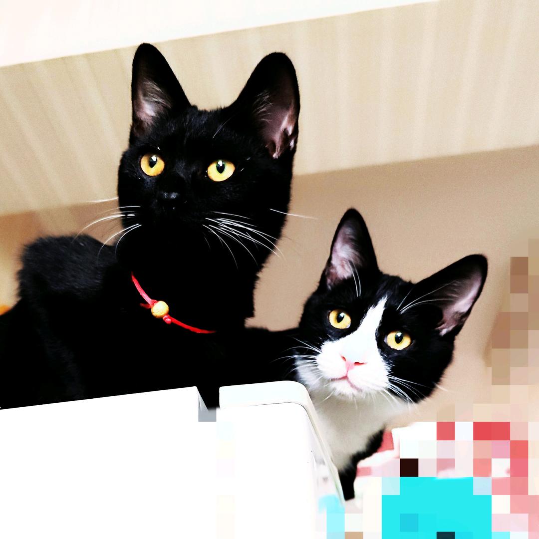 玄猫灵宝