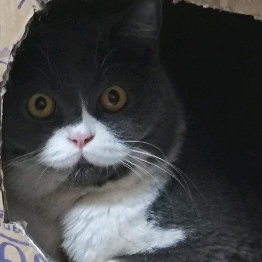 小毒暗（丛林肉搏）