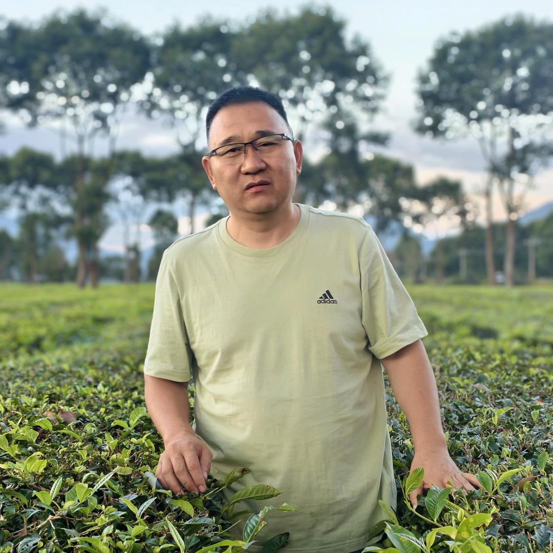 老翟讲茶叶种植那些事