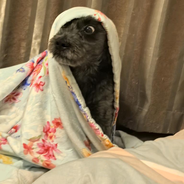 小猪佩奇.