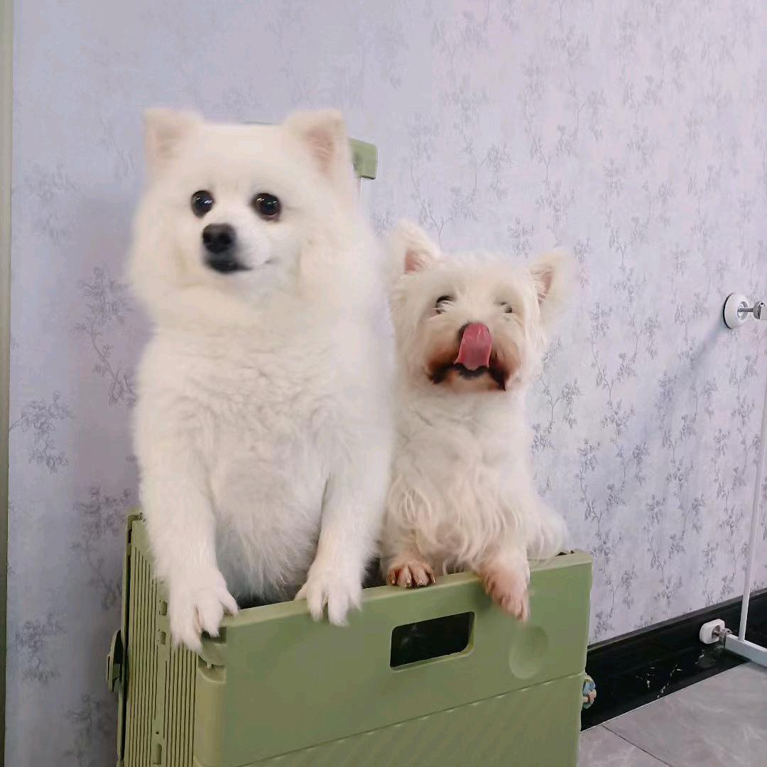 棉花泡芙双狗版