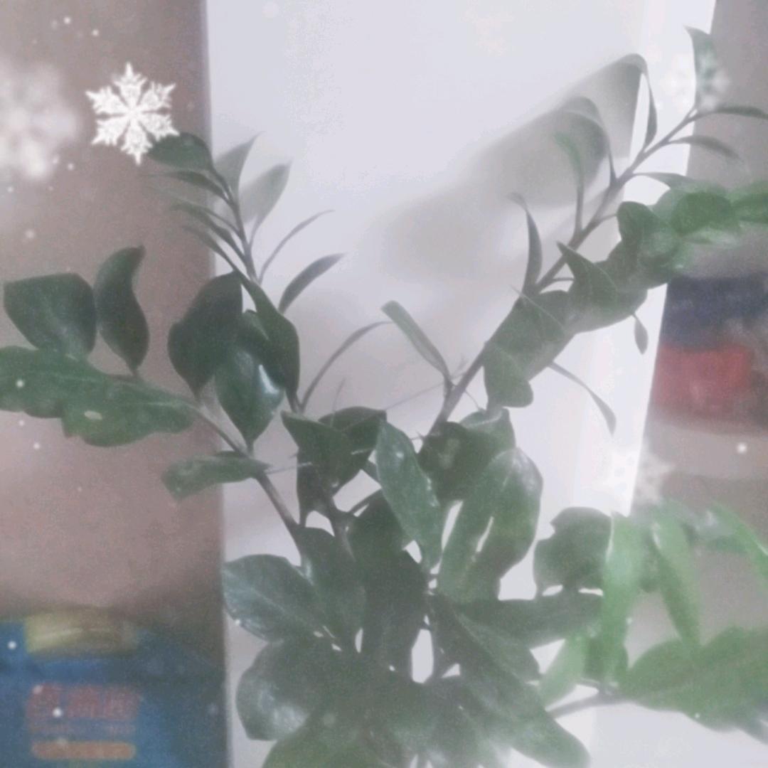 五零龄工号572368