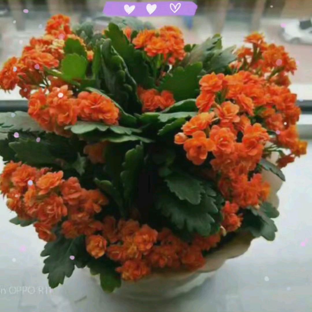 一帆风顺A