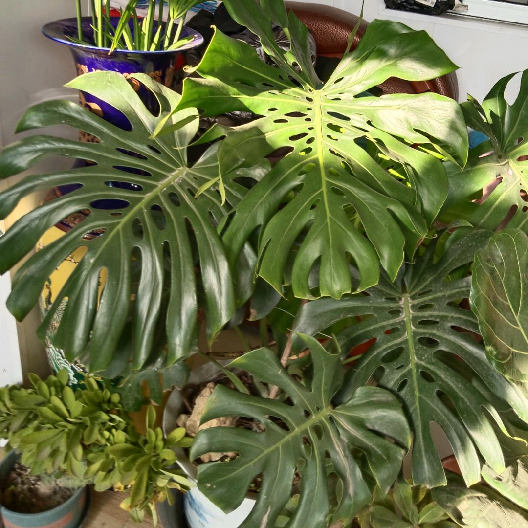 福禄、万物统收💞收万物🌈(ɔˆз(ˆ