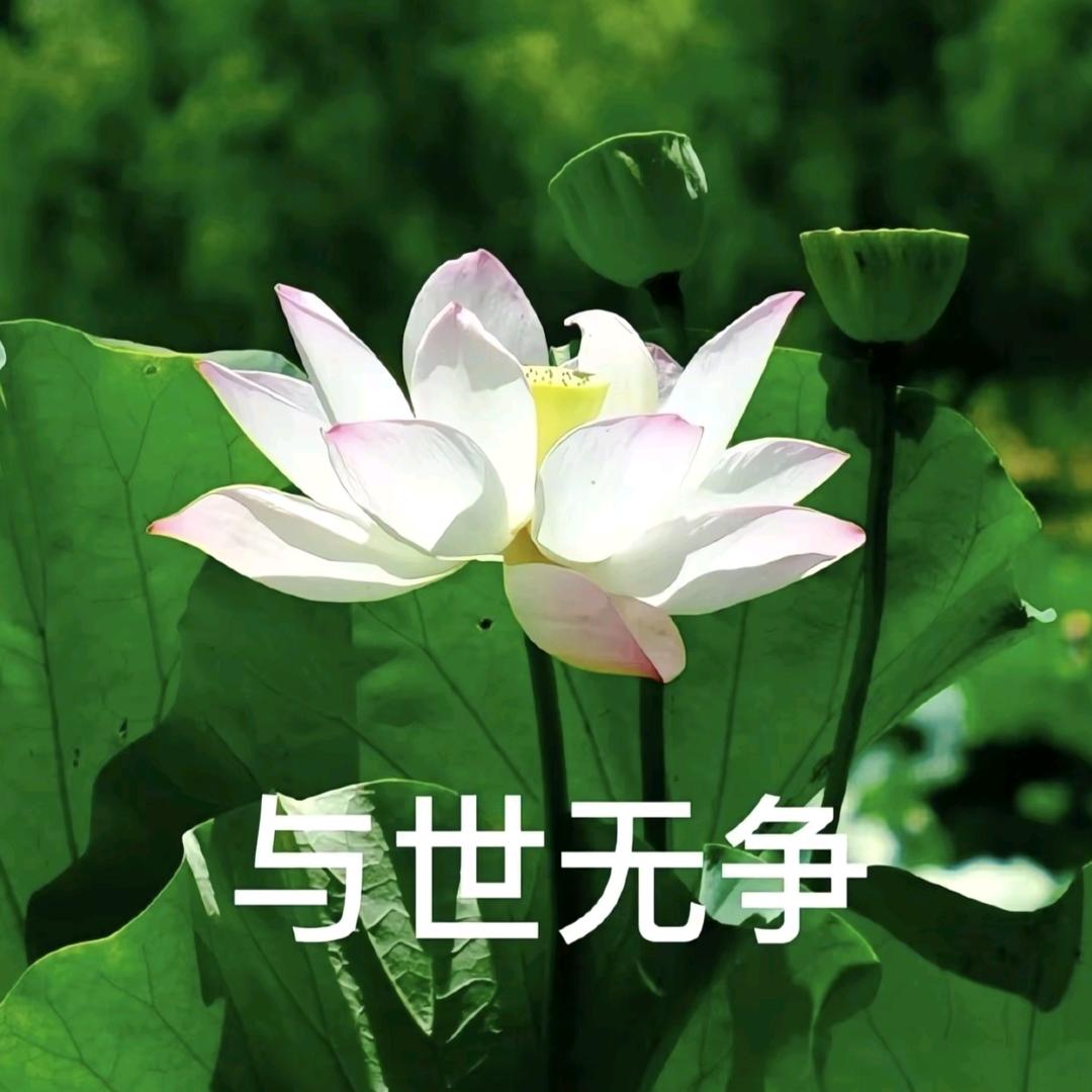 与世无争