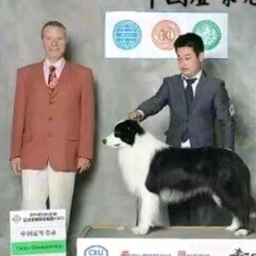小狼牙边牧