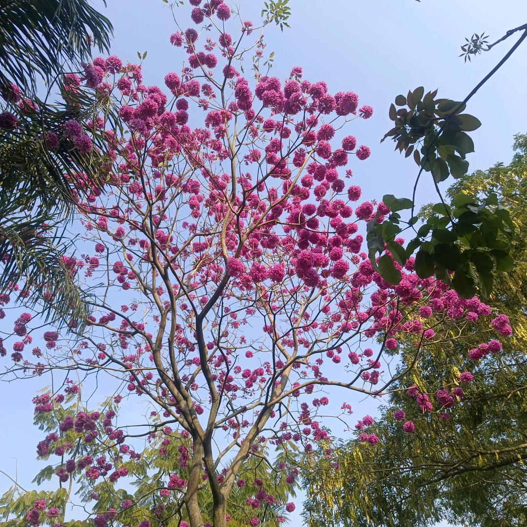 阳光果粒陈