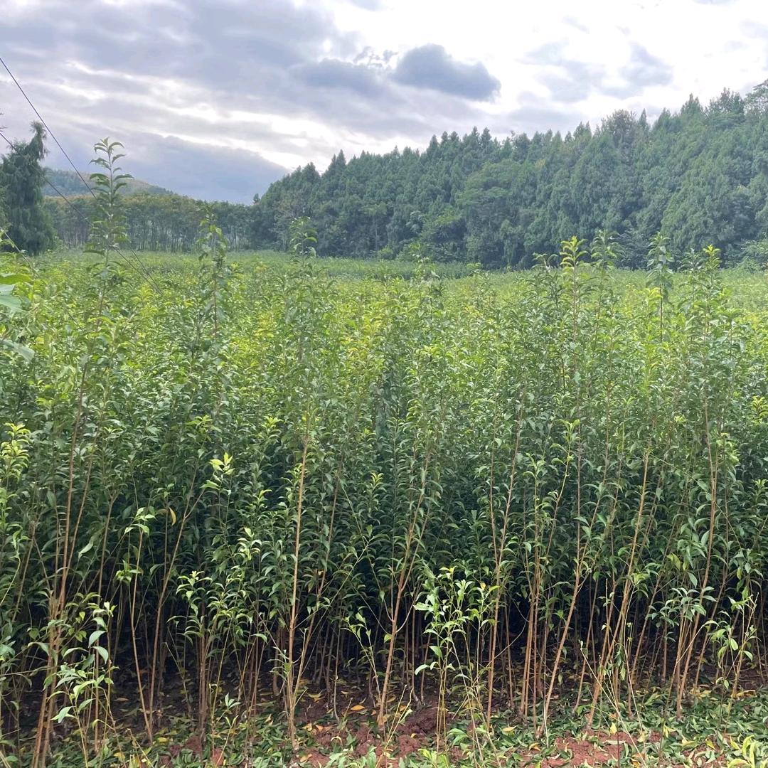 成都市鑫浩林苗木种植公司