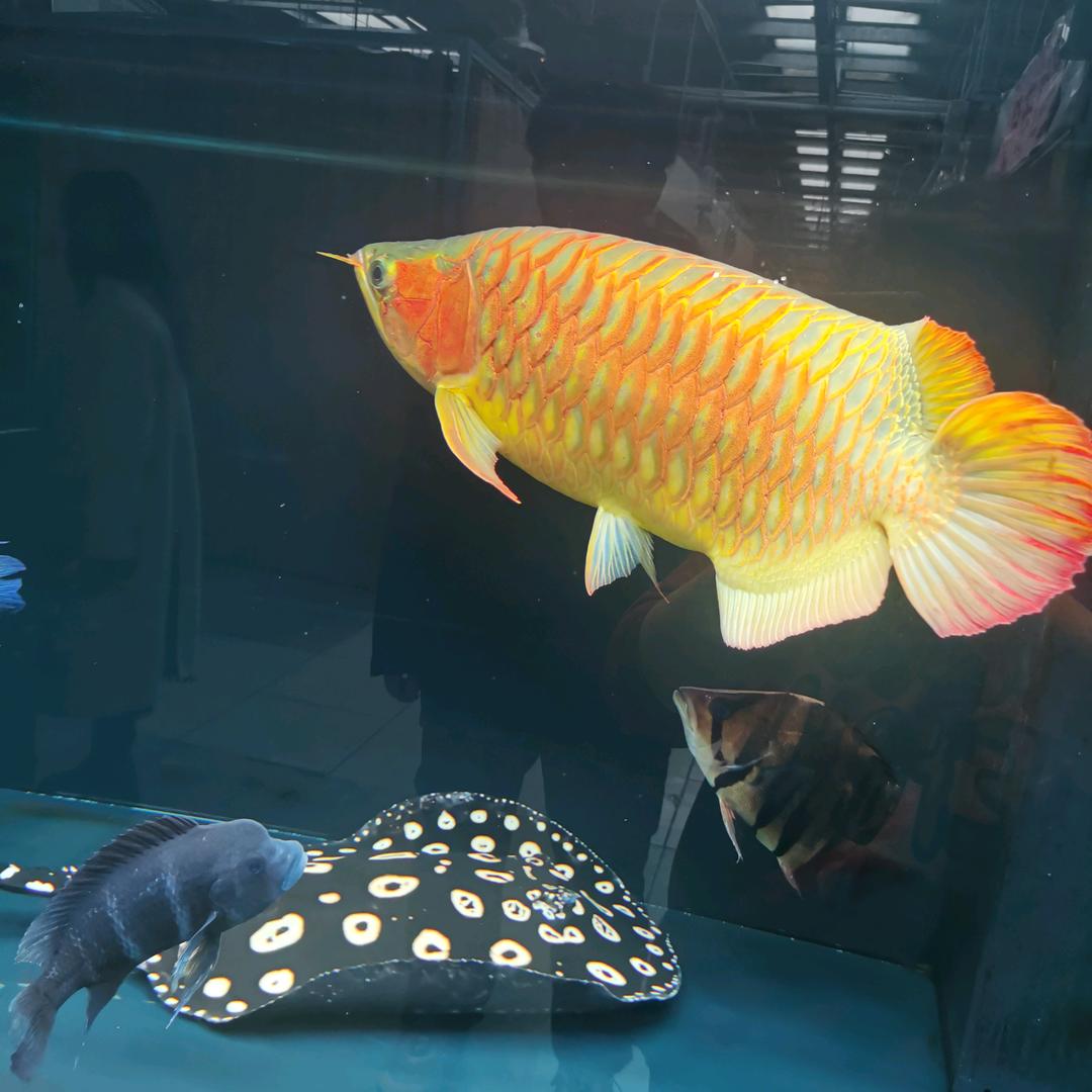 包头大码女装，芬