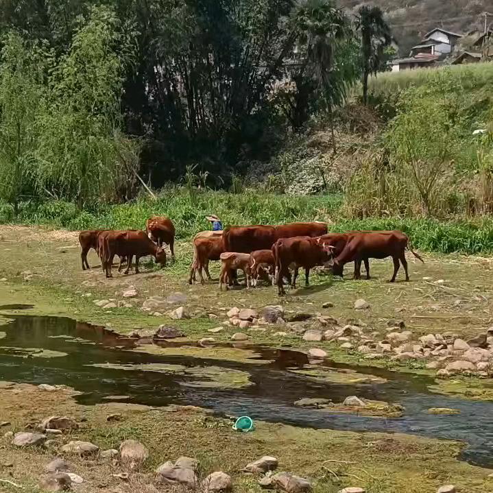 畜牧