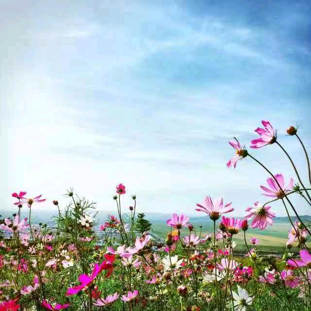 牛顿的苹果派🥧