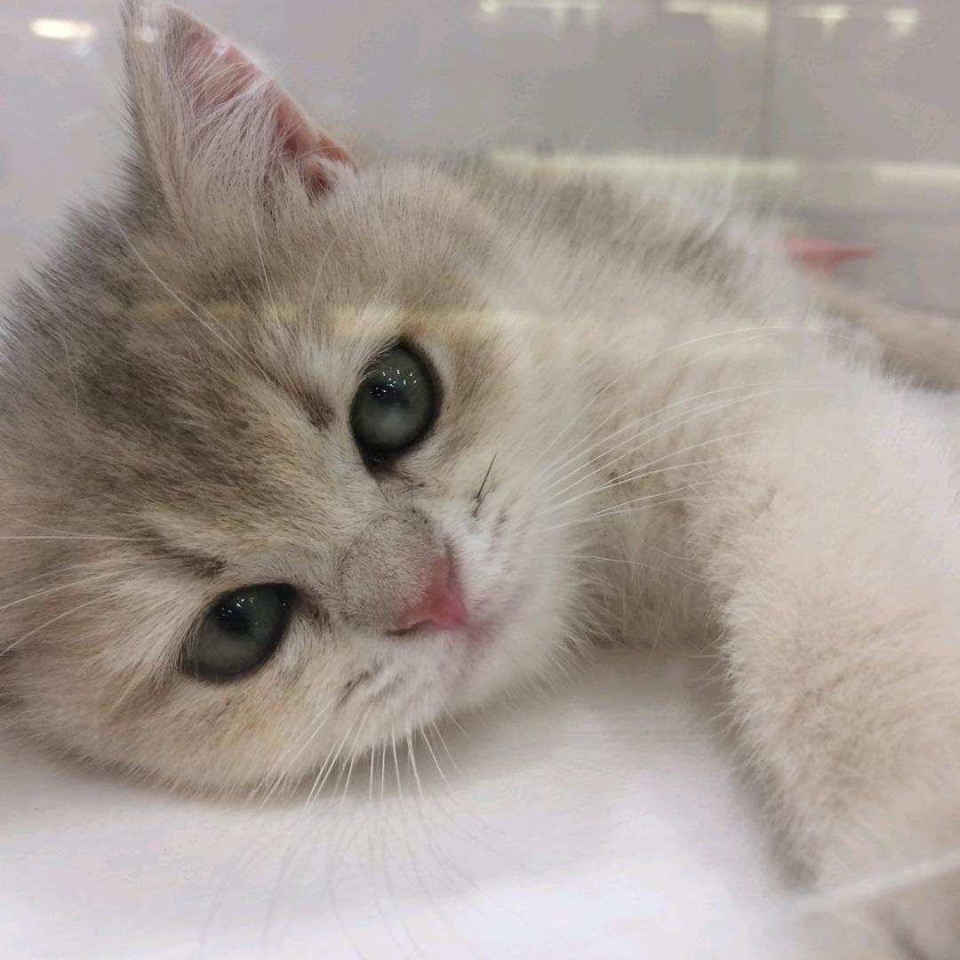 房东的猫..🐾