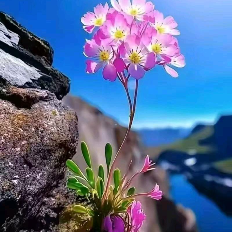 开心果