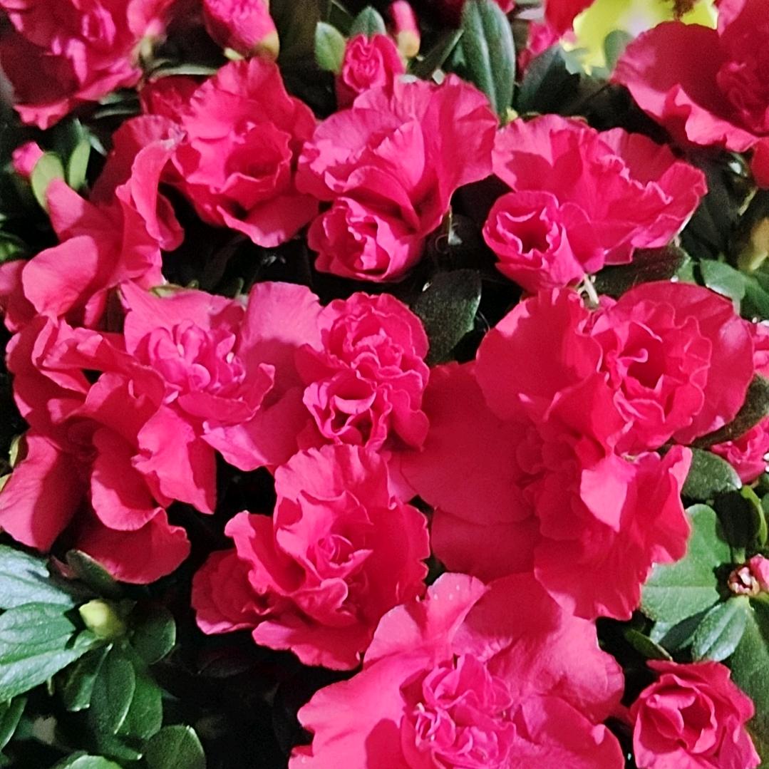 稻米🌸