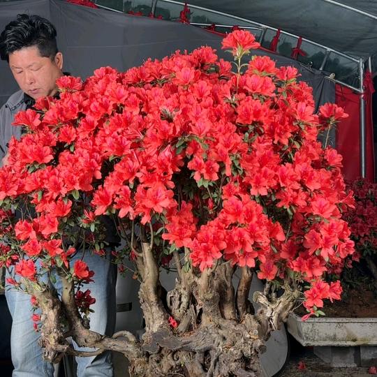 莲儿