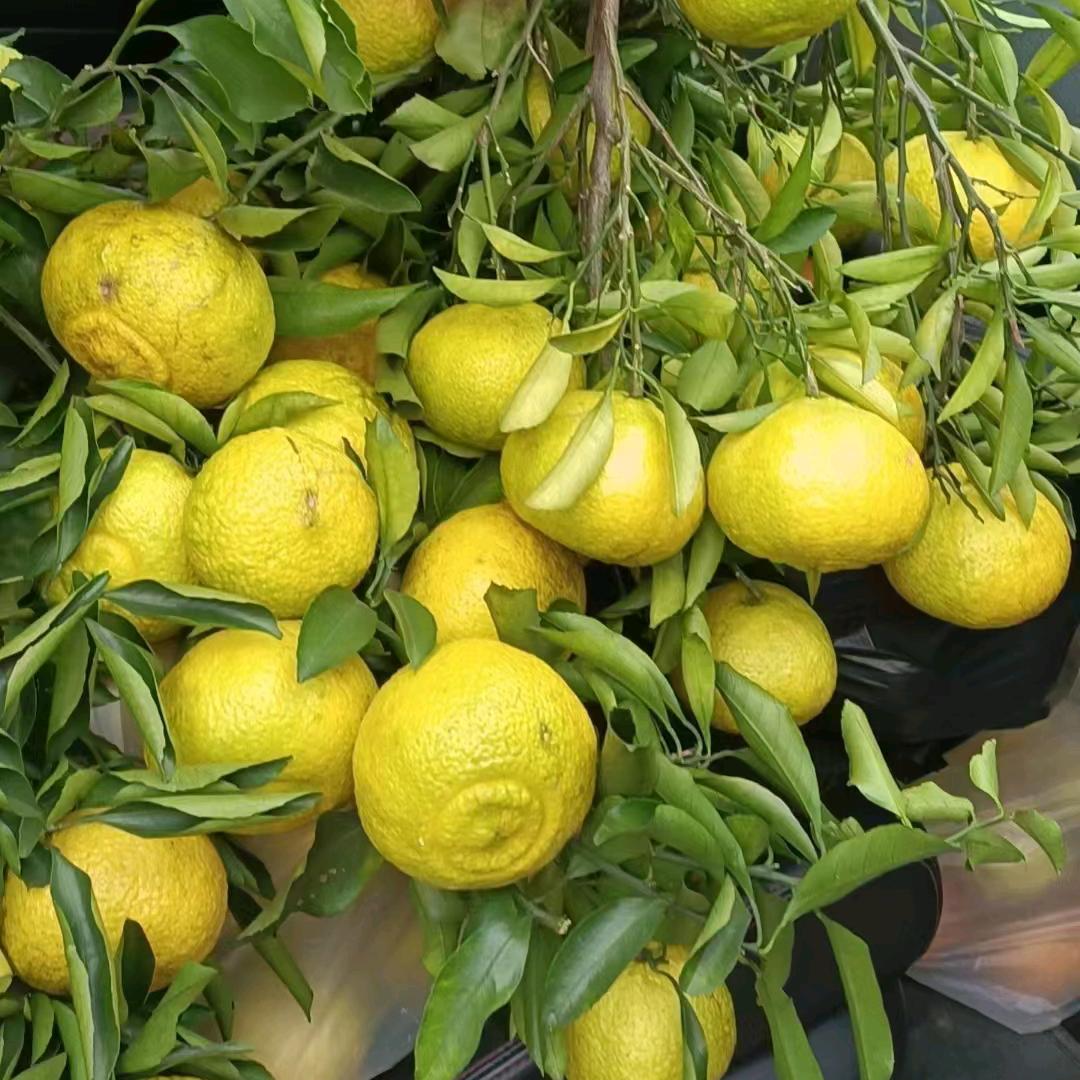 进贤春香柚吴夫人