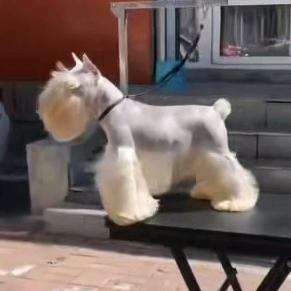 小宇犬业专业裁耳