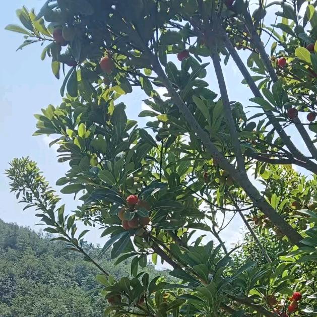 ༼°四季〆安然༈༊༽