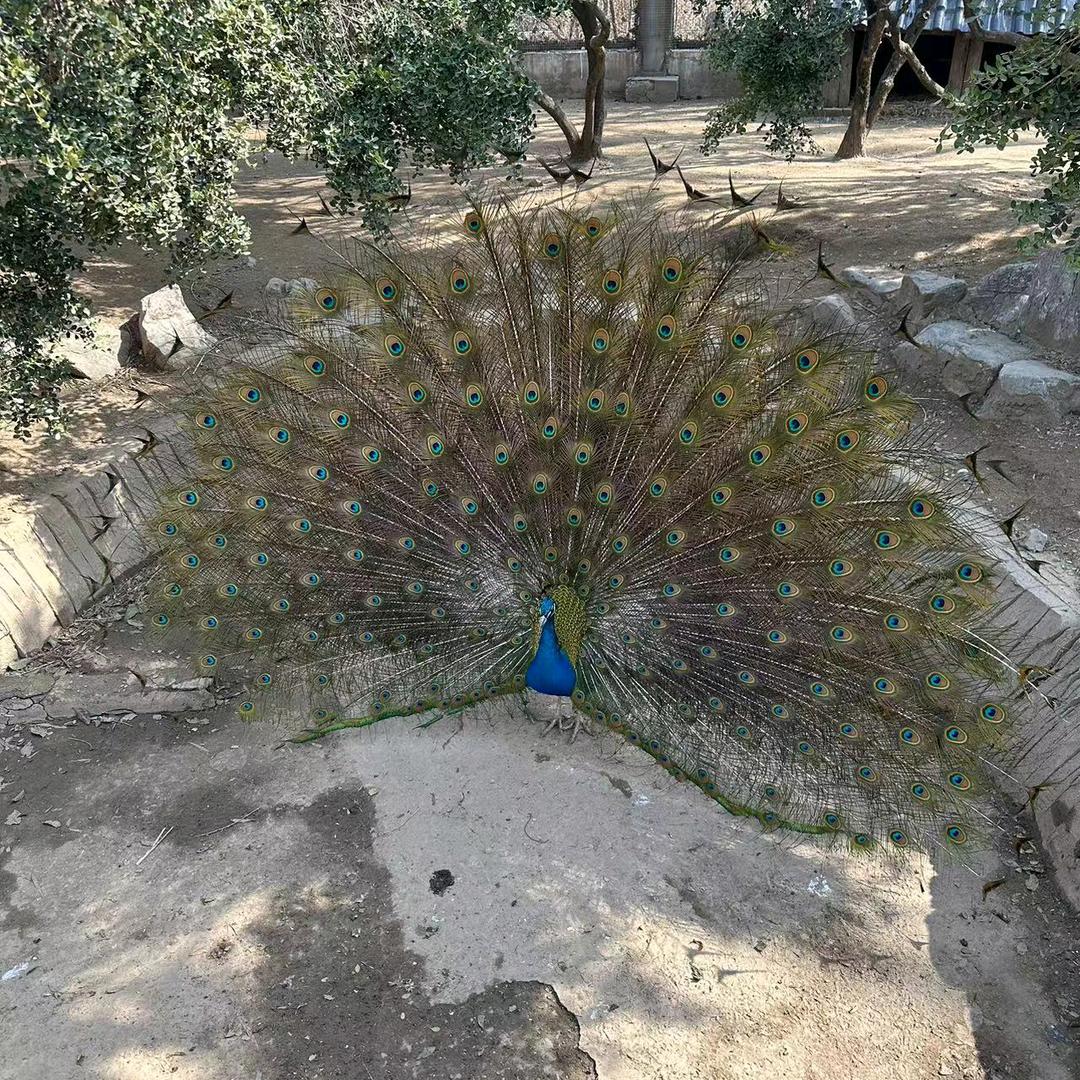 小张小张慌里慌张