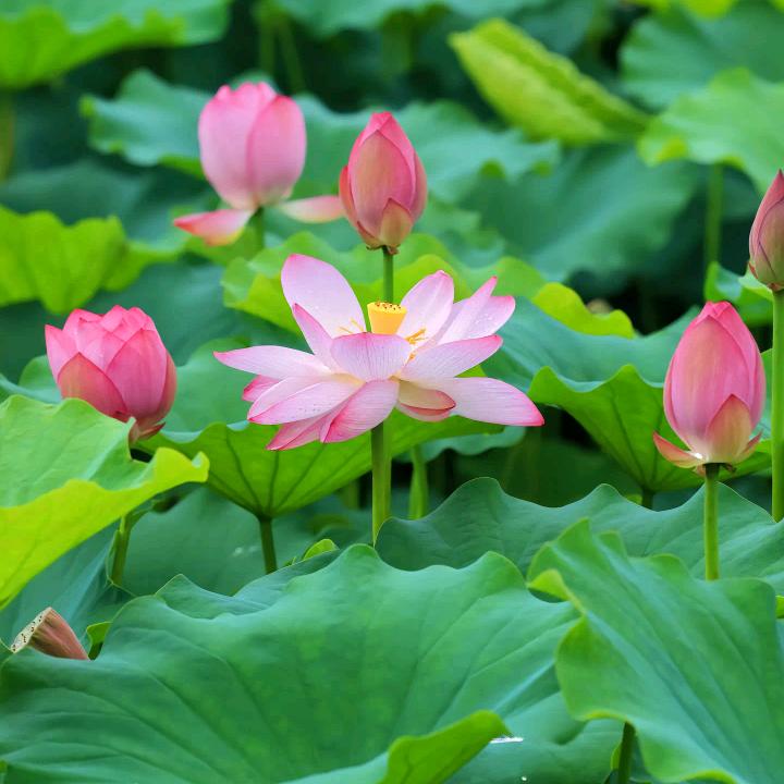 意泉道长（收徒）