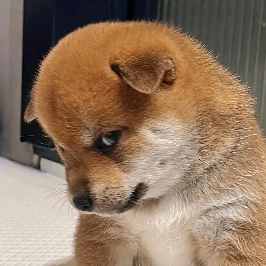 2狗（有效粉扶持达人）