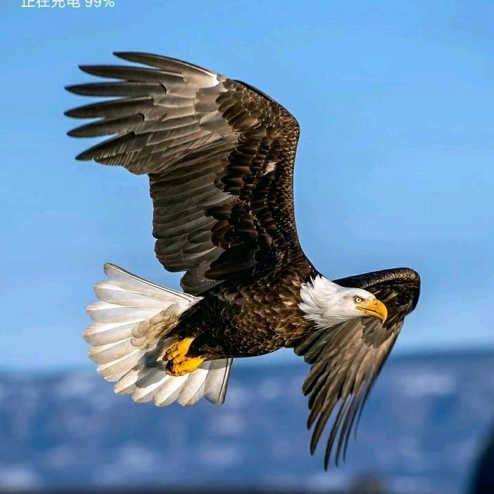 心安🦅