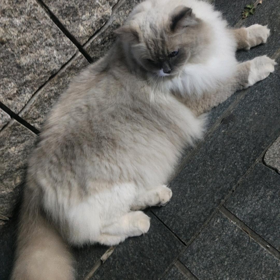 孟里啥都🈶