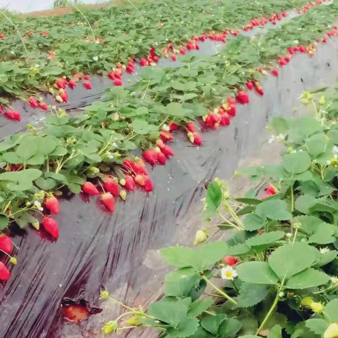 @佰鑫集草莓苗