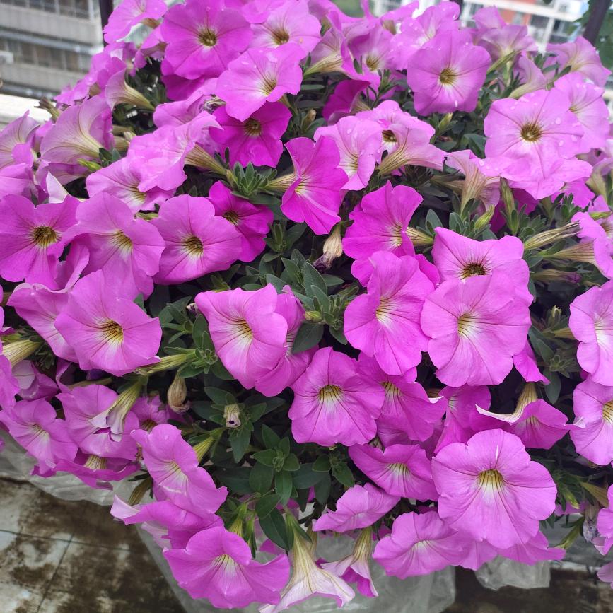 嫣然一笑头像