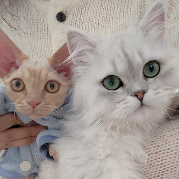 饭桶主任🐱