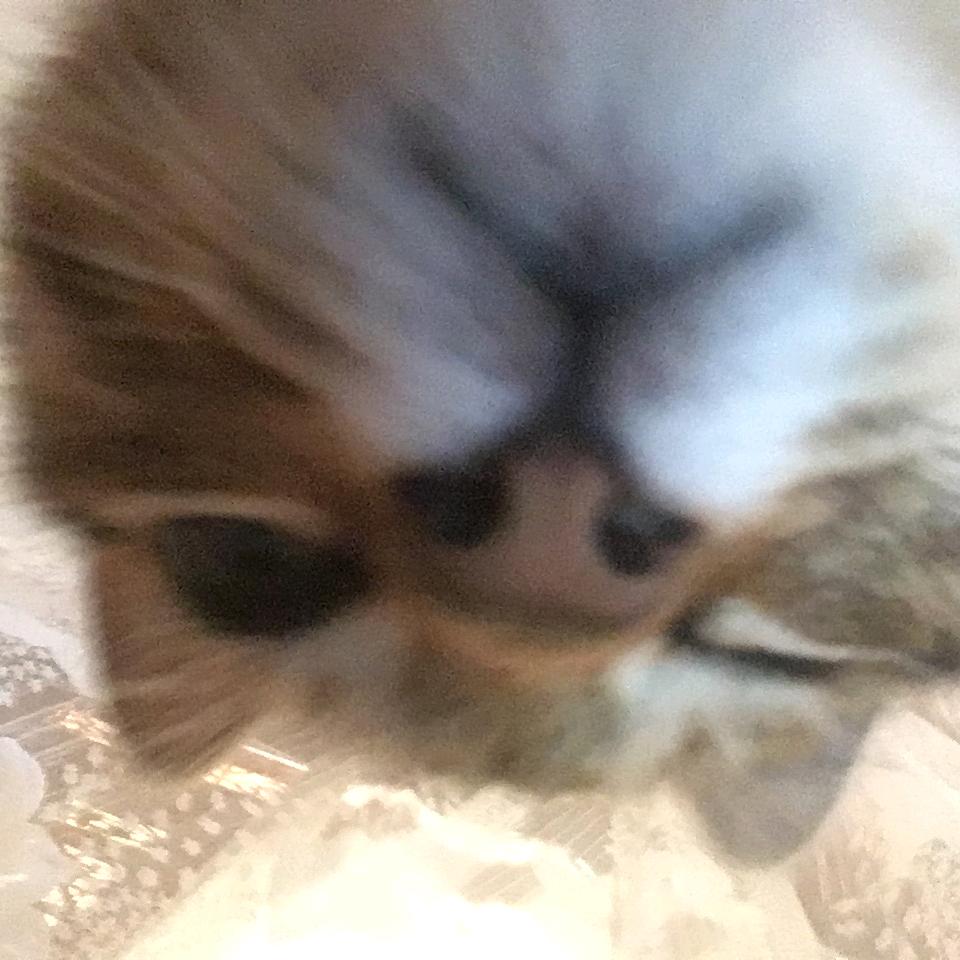 锤锤是只猫^ ^ ੭