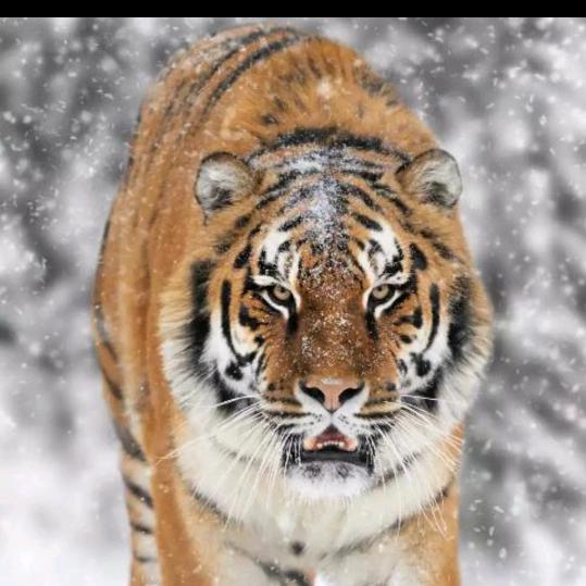 今年的大蒜是老虎