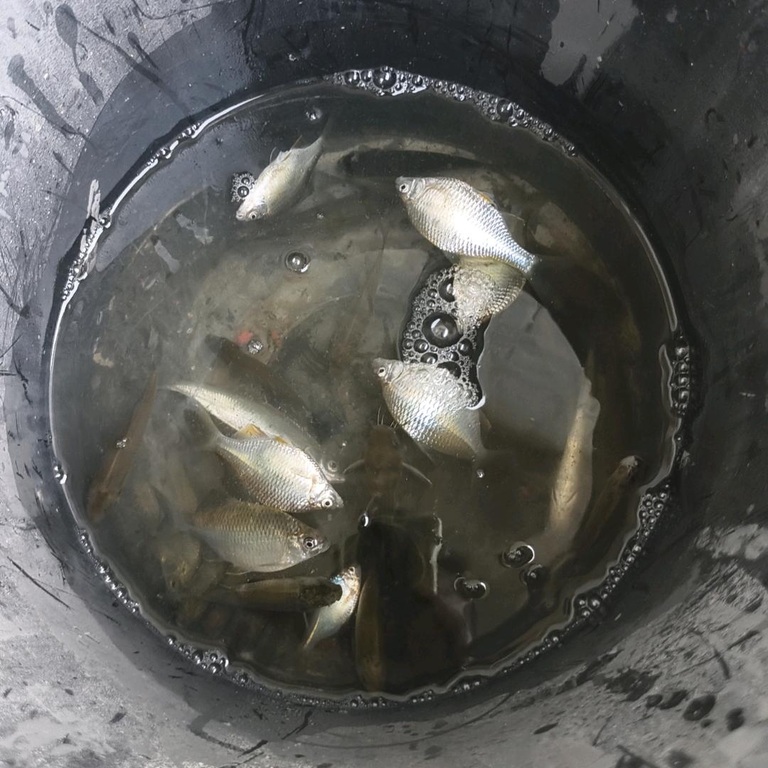 专钓小卡拉咪杂🐟