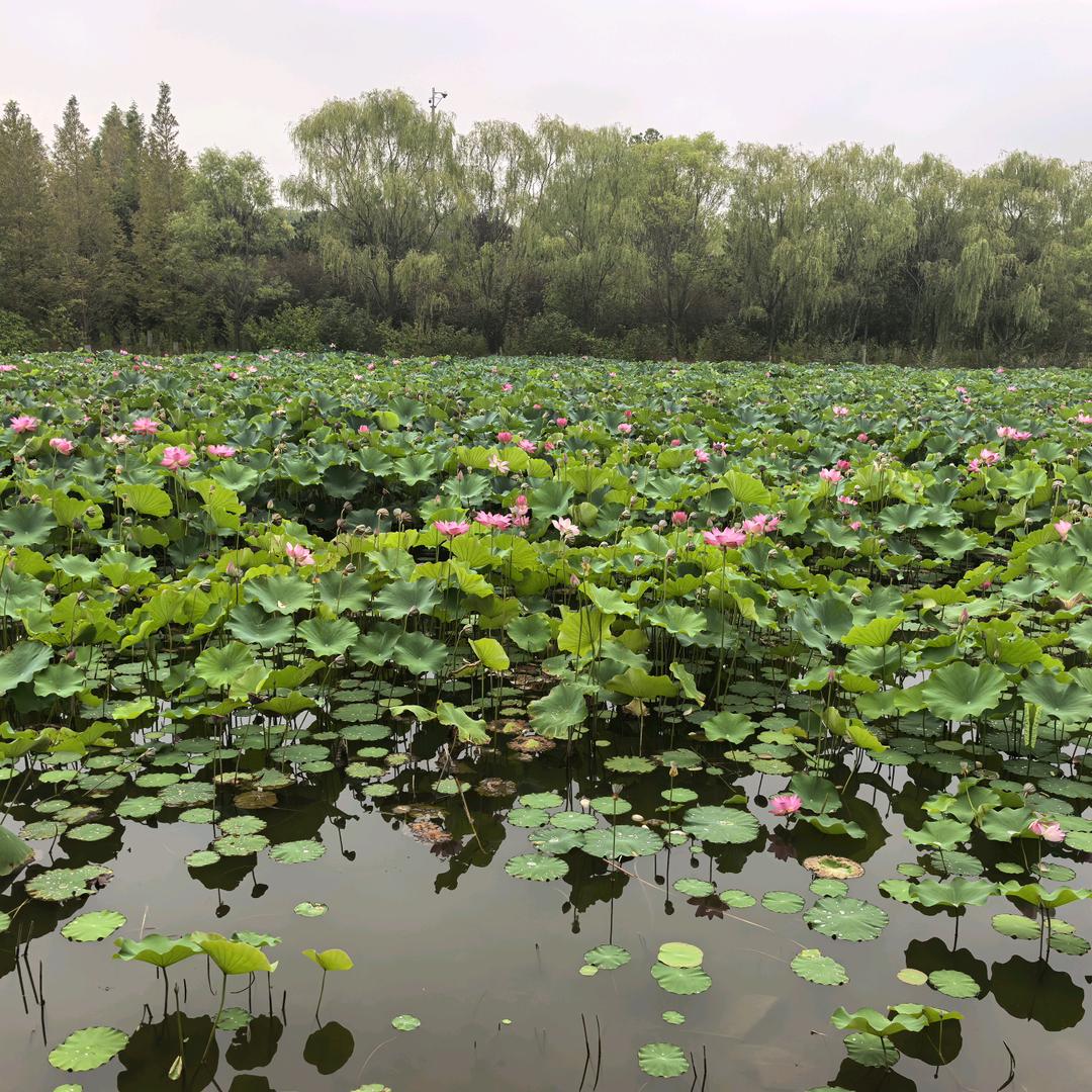 🥬🥕郭大嫂果蔬凉皮