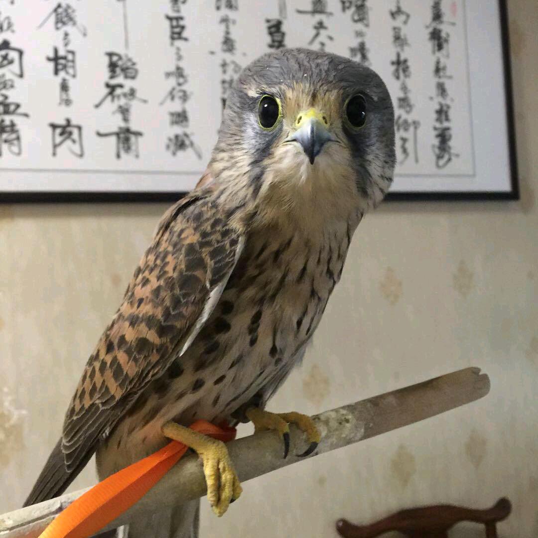 《邳州市桐诚食品》    朱磊