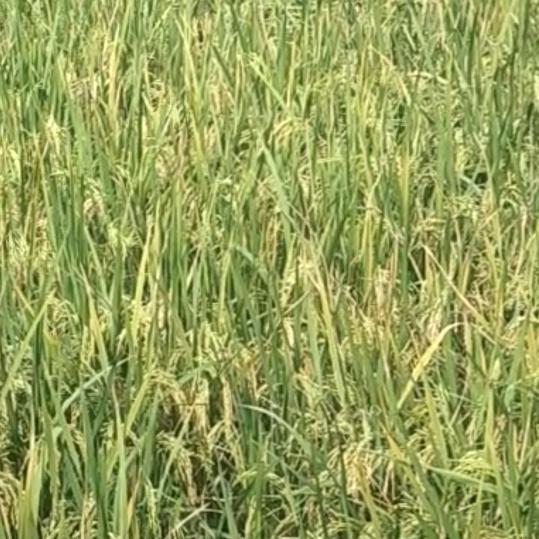 (˃̶͈̀௰˂̶͈́)