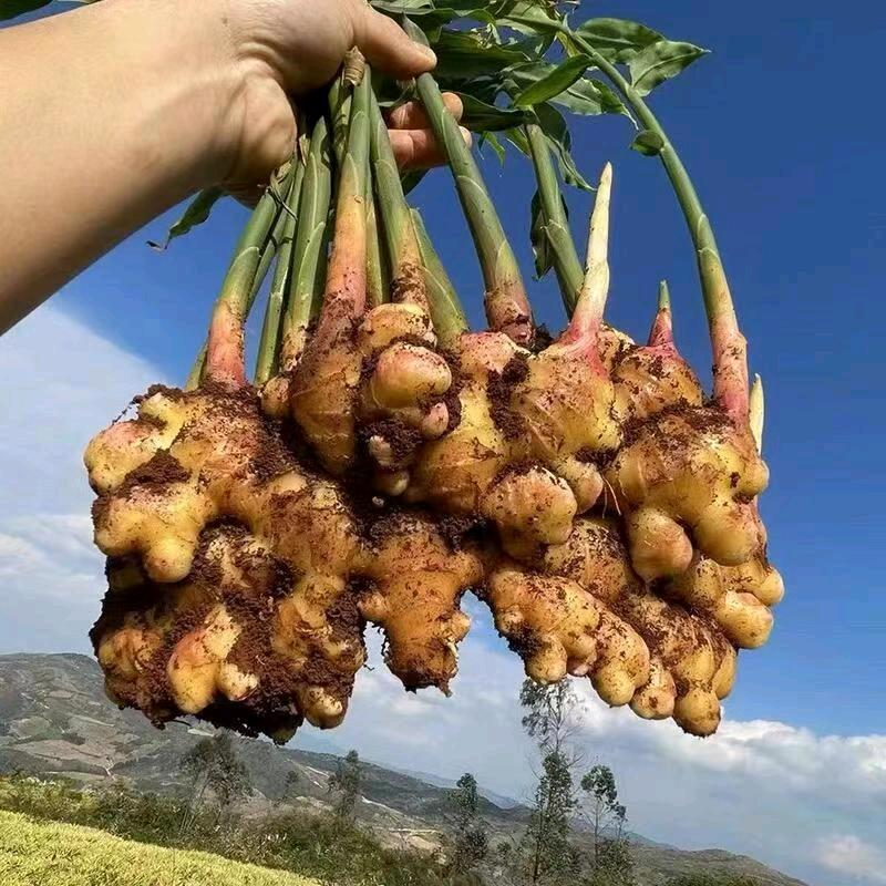 罗平高山小黄姜