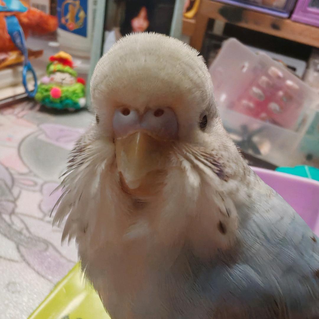 Candy(◍•ᴗ•◍)