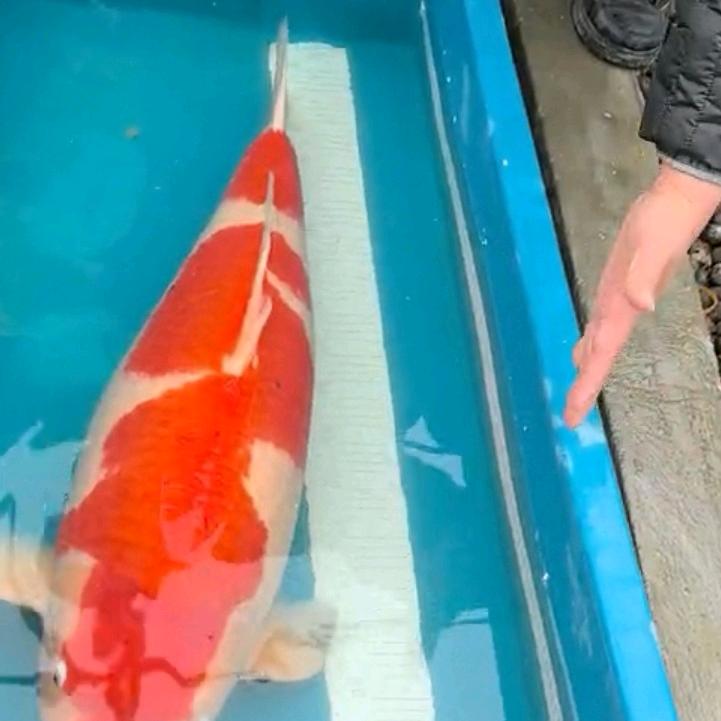 搬砖松哥爱上鲤