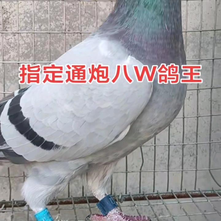 南方的狼