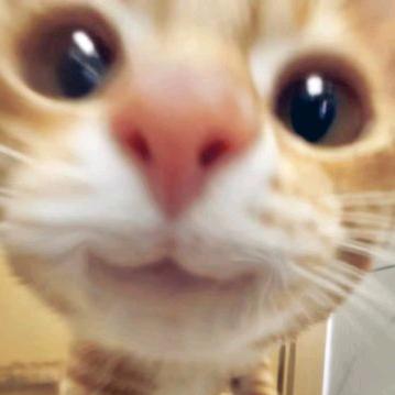 猫猫大boss