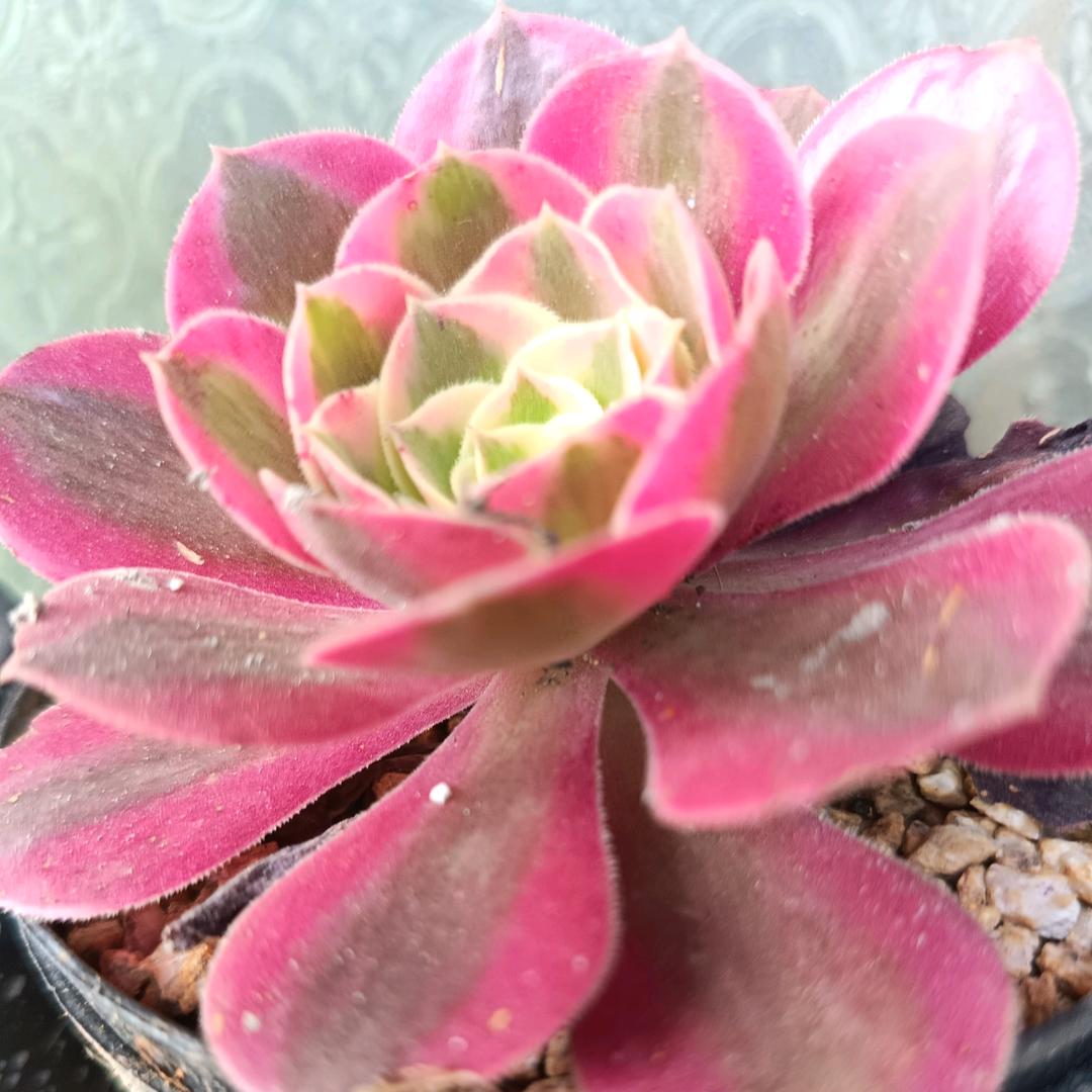 ＿梦，幻（拒绝私聊）